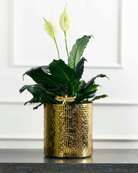 Gilded Nest Set (Peace Lily in Texture Metal Planter)