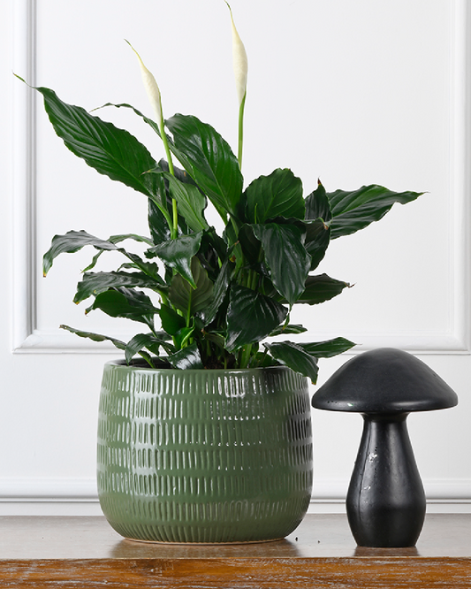 TRANQUIL NEST (Groove planter-Green)