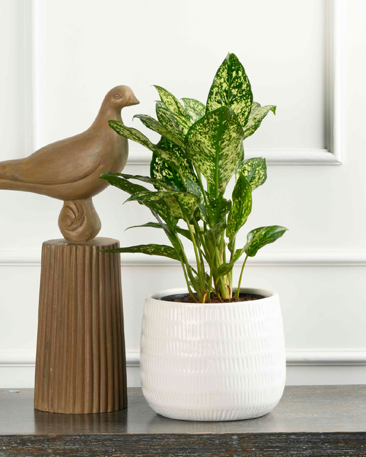 TRANQUIL NEST (Groove planter-White)