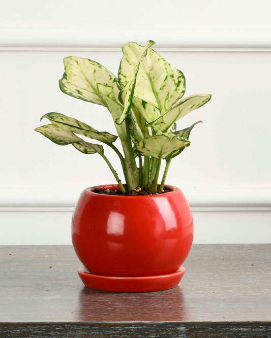 PETIT NEST (Ceramic Round planter with plate- Red)