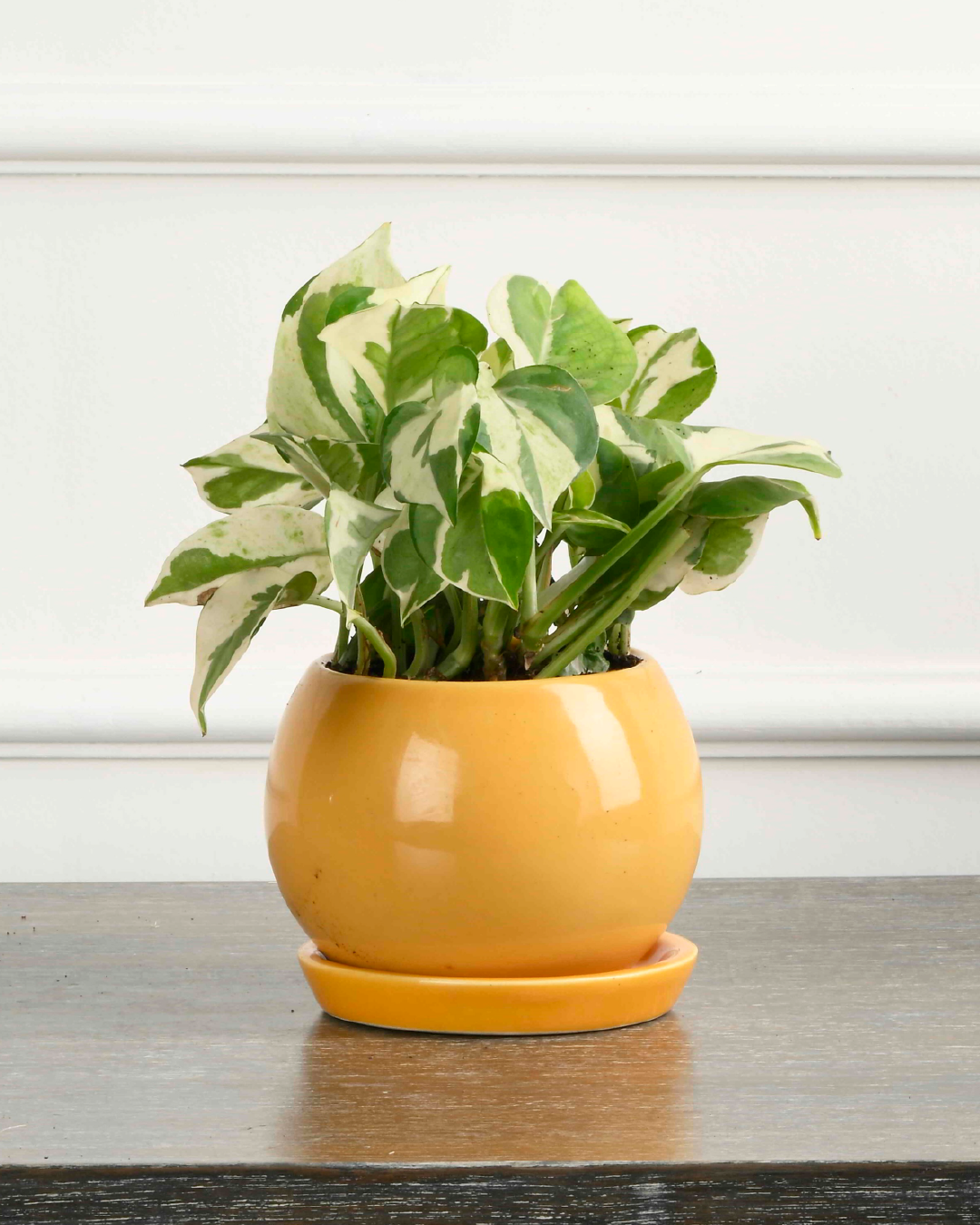 PETIT NEST (Ceramic Round planter with plate- Yellow)