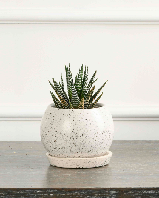 PETIT NEST (Ceramic Round planter with plate- White Spots)