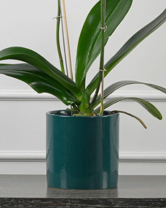 QUIET NEST (Pipe Planter-Green)