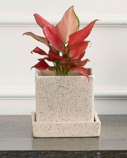 COMPACT NEST (Ceramic Square planter with plate-White spots)