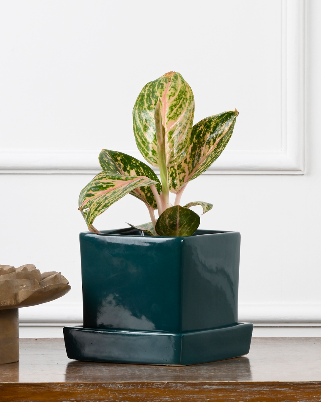COMPACT NEST (Ceramic Square planter with plate-Green)