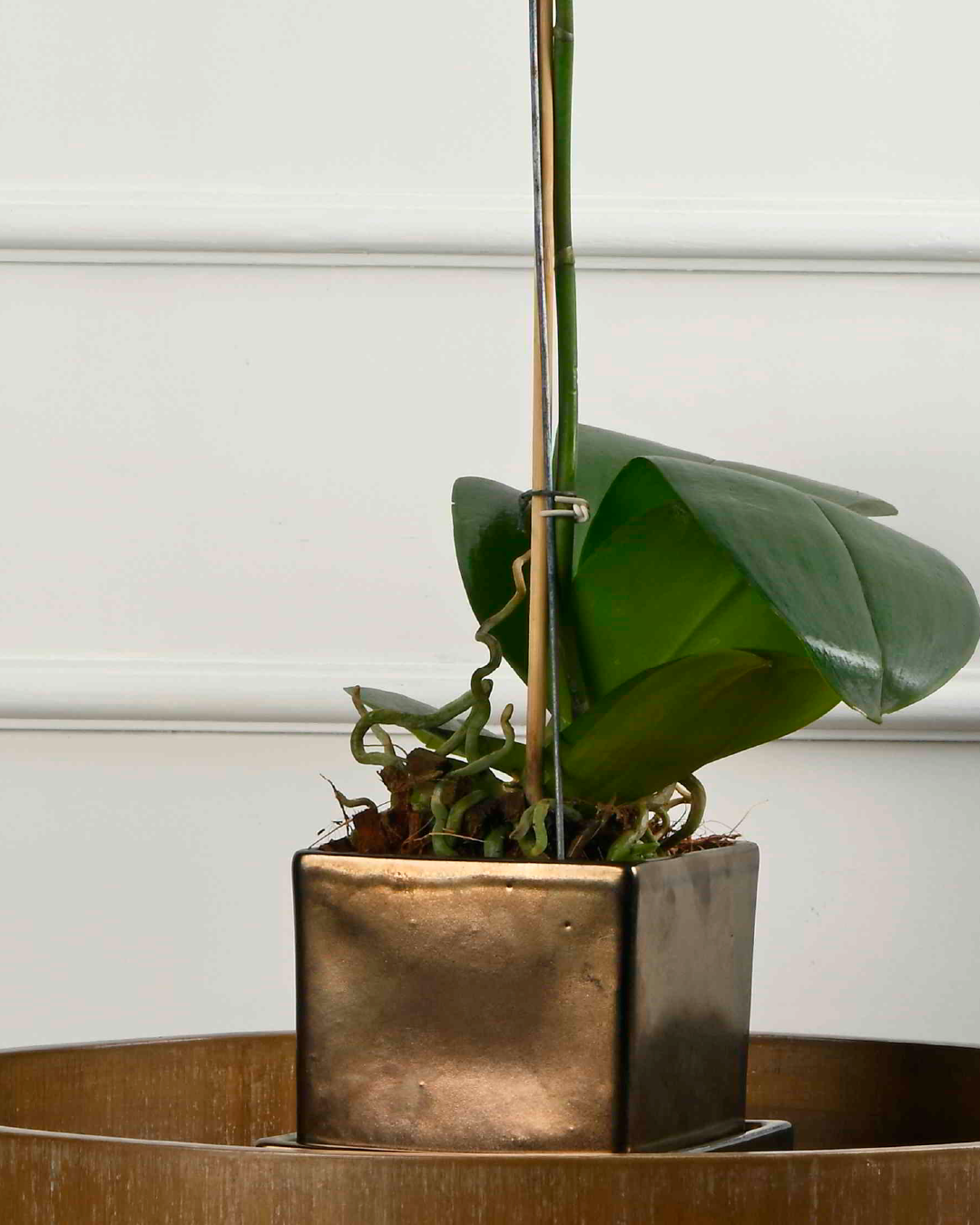 COMPACT NEST (Ceramic Square planter with plate-Metallic)