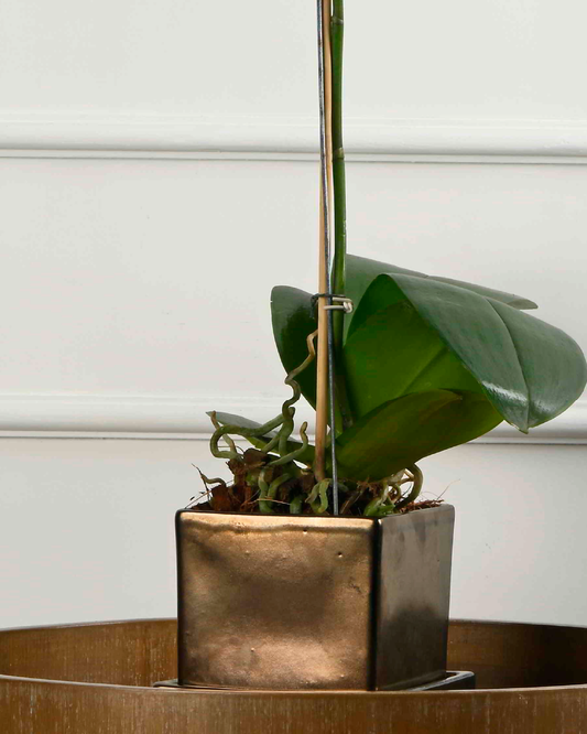 COMPACT NEST (Ceramic Square planter with plate-Metallic)