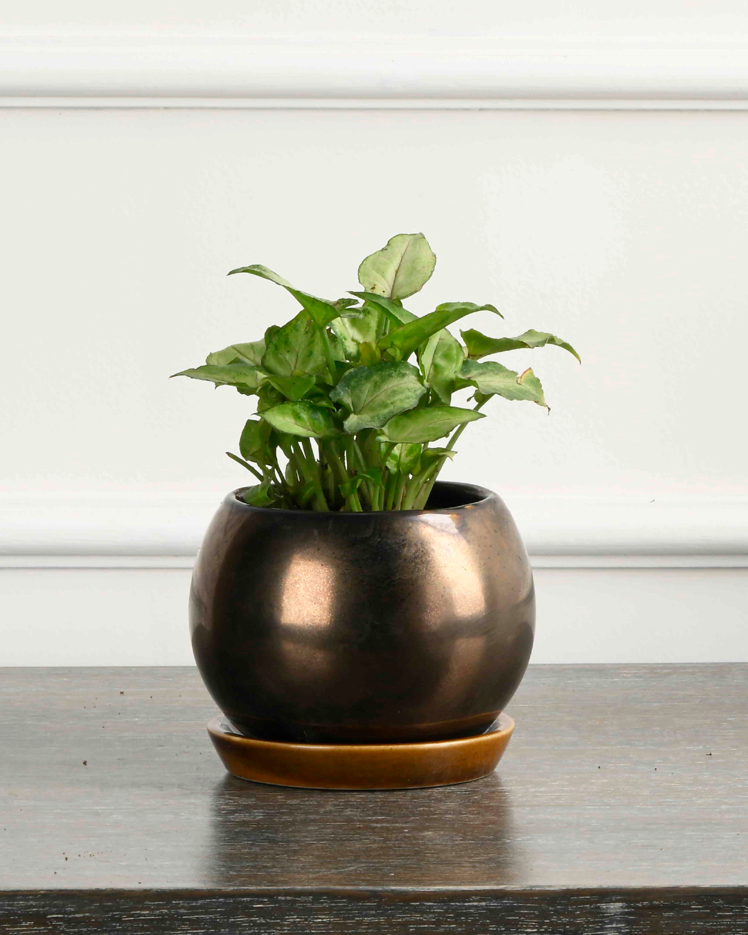 PETIT NEST (Ceramic Round planter with plate- Metallic)