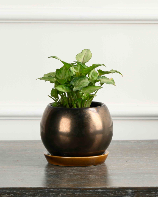 PETIT NEST (Ceramic Round planter with plate- Metallic)
