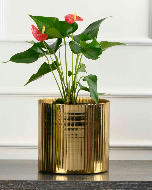 Anthurium
