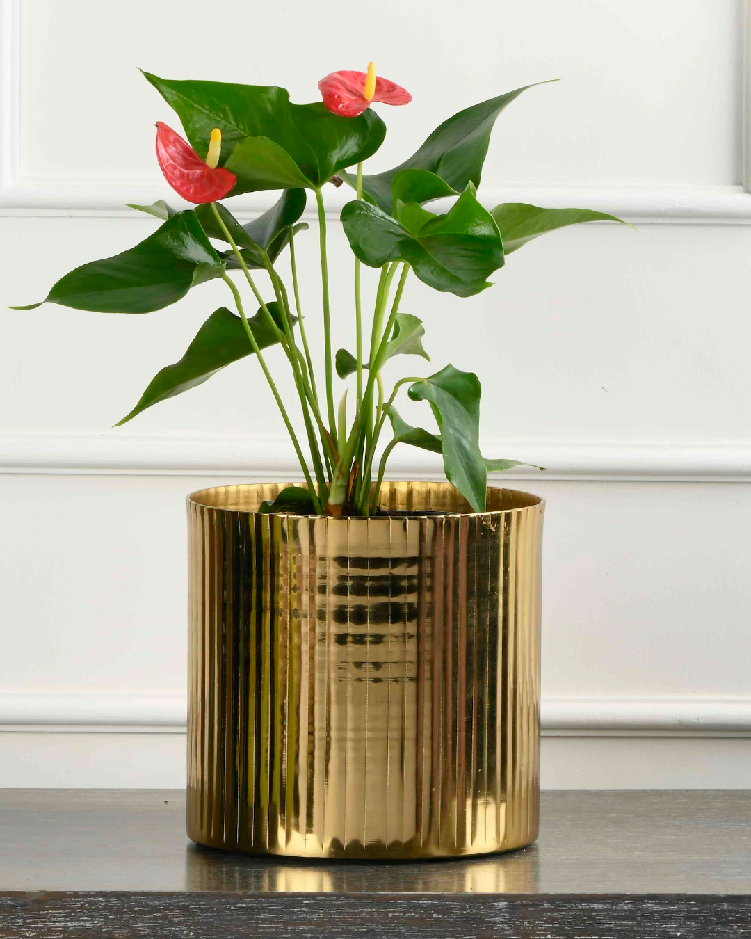 Anthurium
