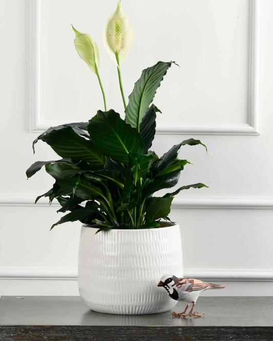 Spathiphyllum - Peace lily