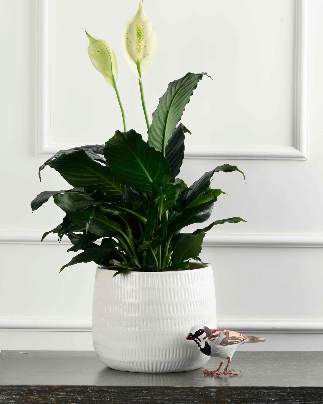 Spathiphyllum - Peace lily