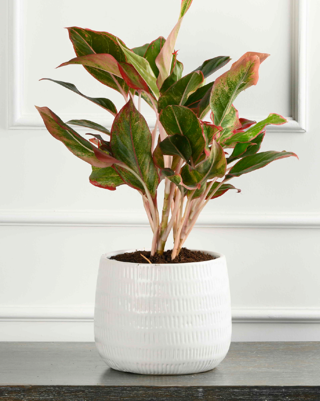 Aglaonema Lipstick