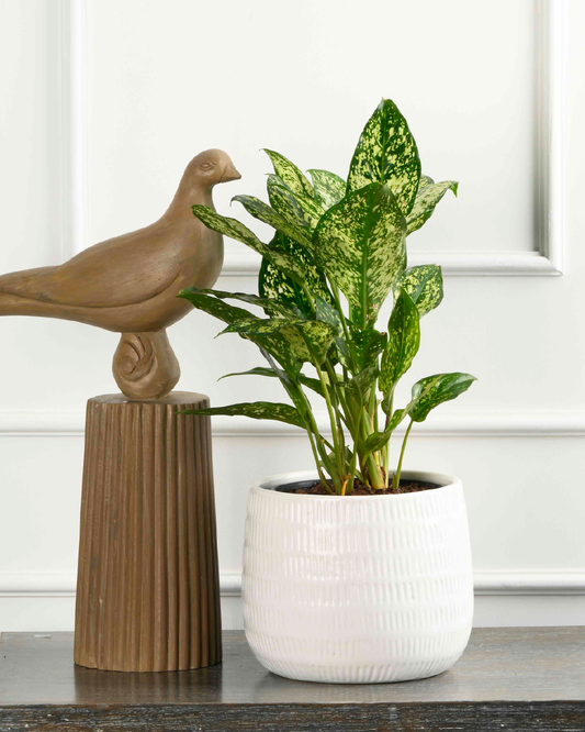 Aglaonema Silver queen