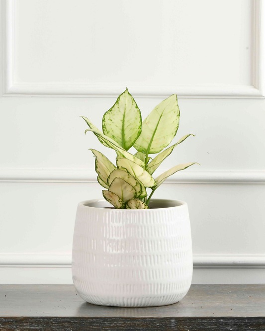 Aglaonema White joy