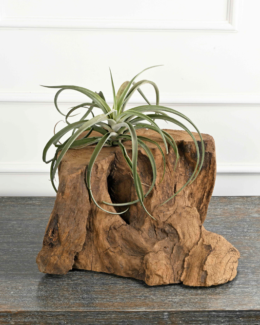 Airplant- Tillandsia