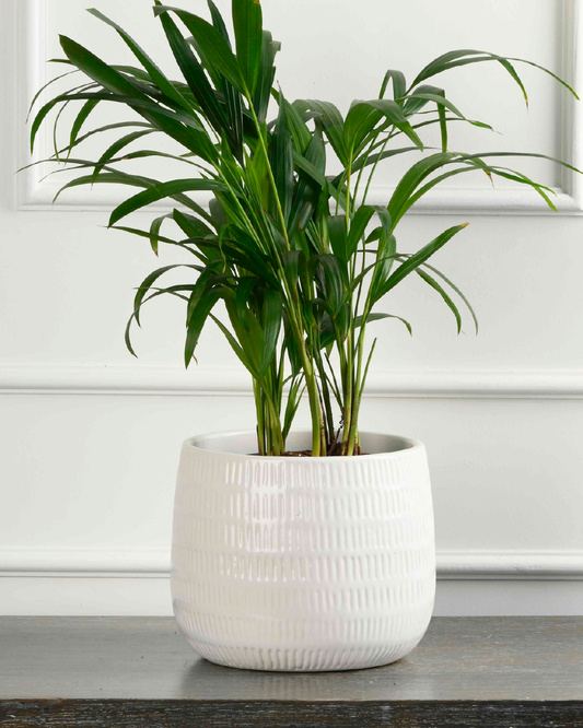 Areca Palm
