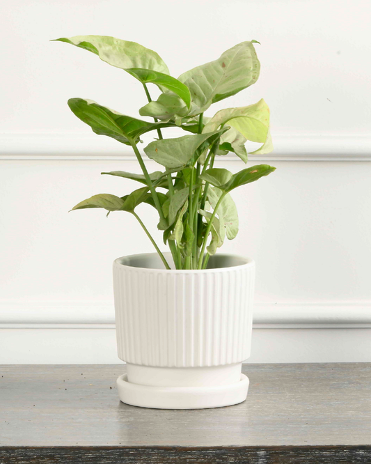 Arrow head plant (Syngonium)