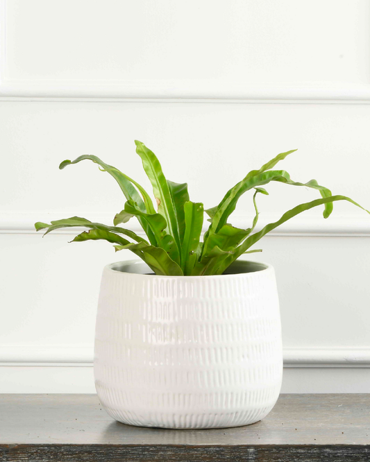 Bird Nest Fern