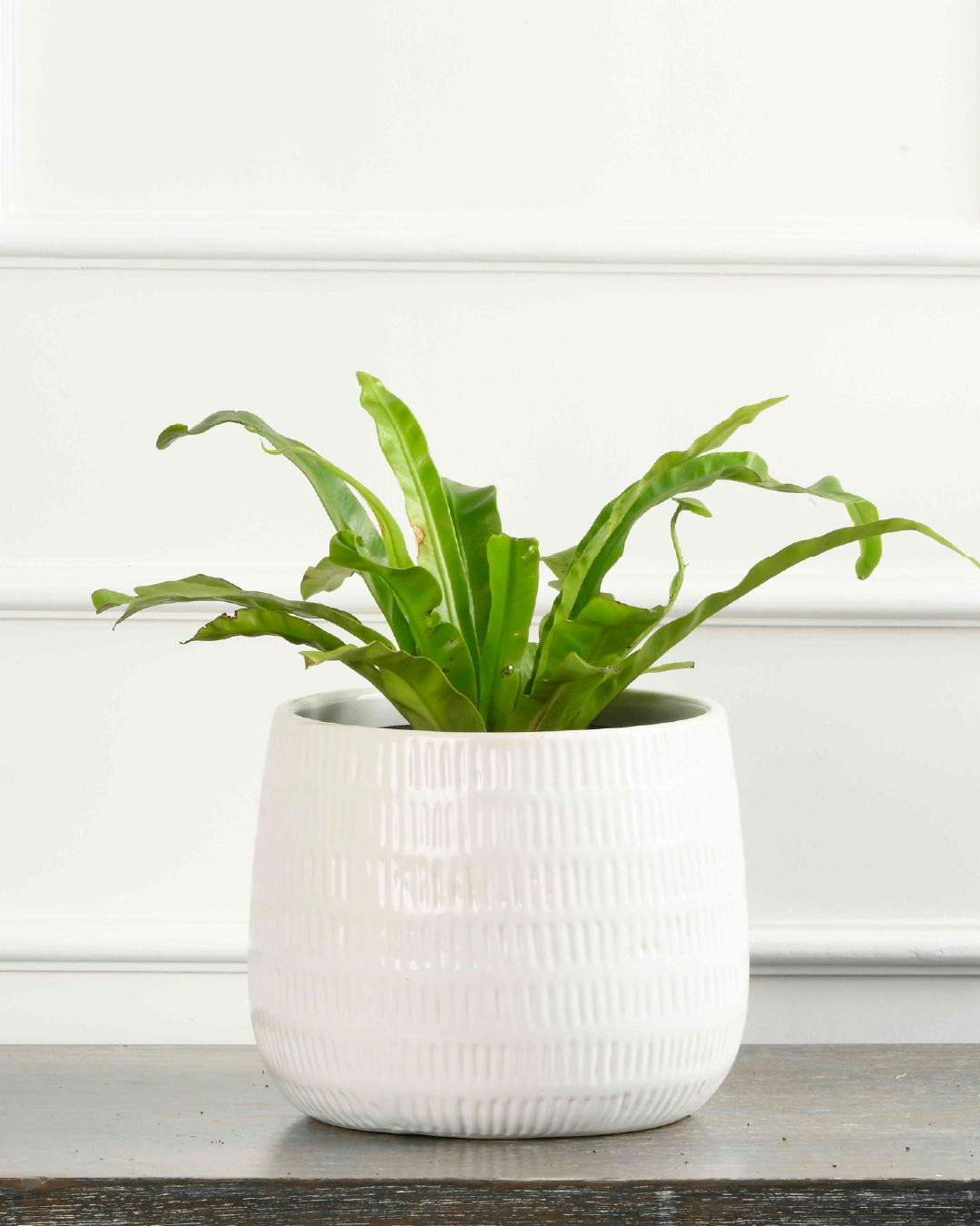 Bird Nest Fern