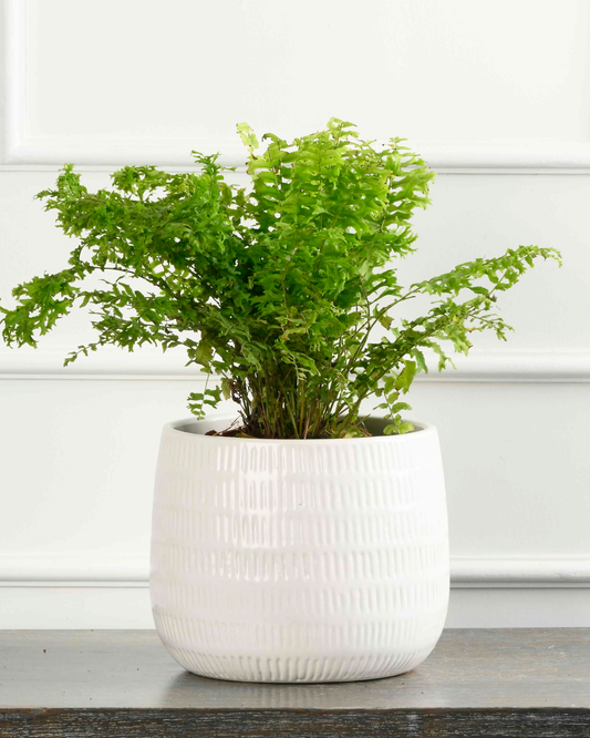 Bostern fern plant (Nephrolepis exaltata)