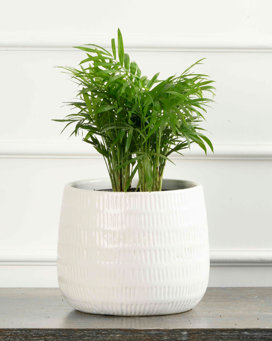 Chamadedorea palm (Palour palm/mini bamboo)