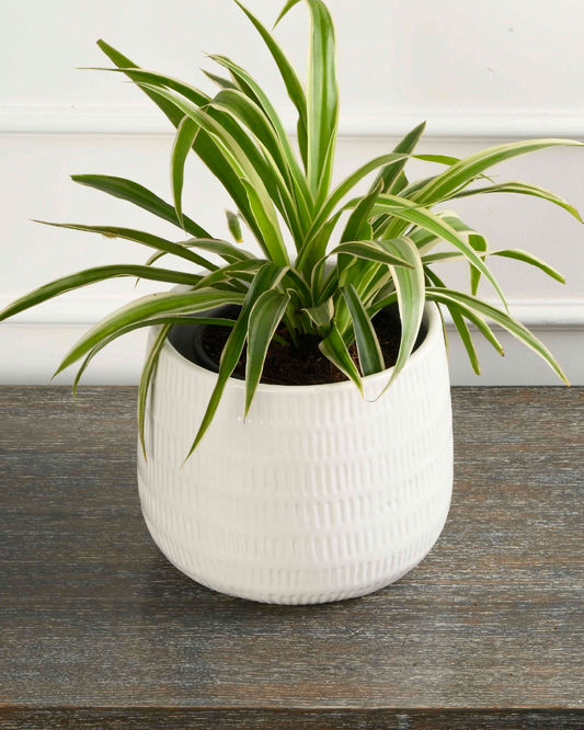 Chlorophytum comosum (Spider plant)