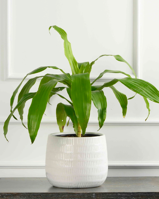 Dracaena Fragrans Lime Light
