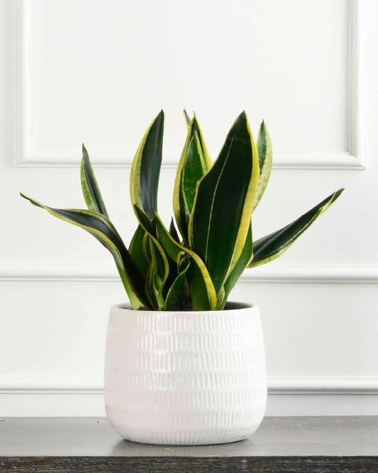 Dracaena Sanseveria Golden Flame Rosette' (Snake plant)