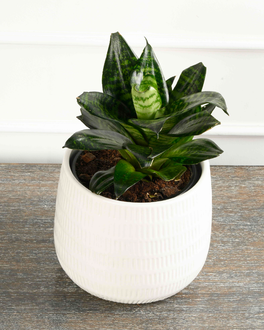 Dracaena Sanseveria Rosette Green  (Snake plant)