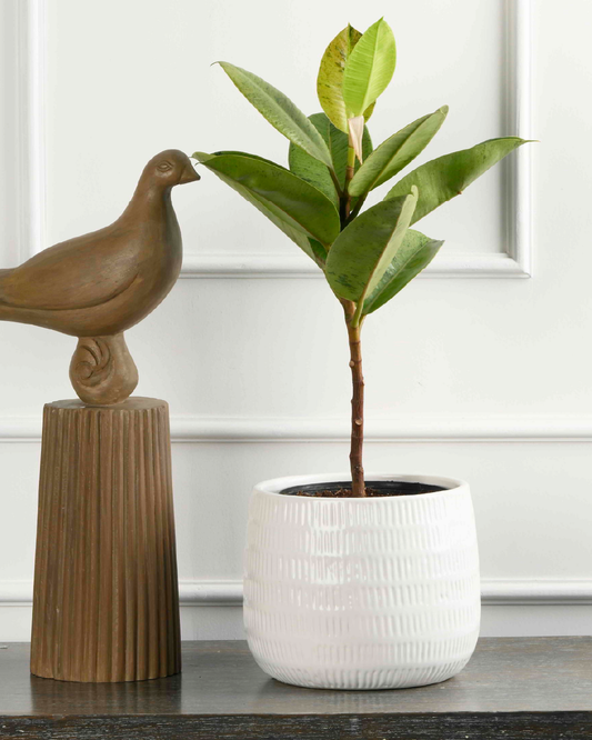 Ficus Elastica Varigated Light Green (Rubber plant)