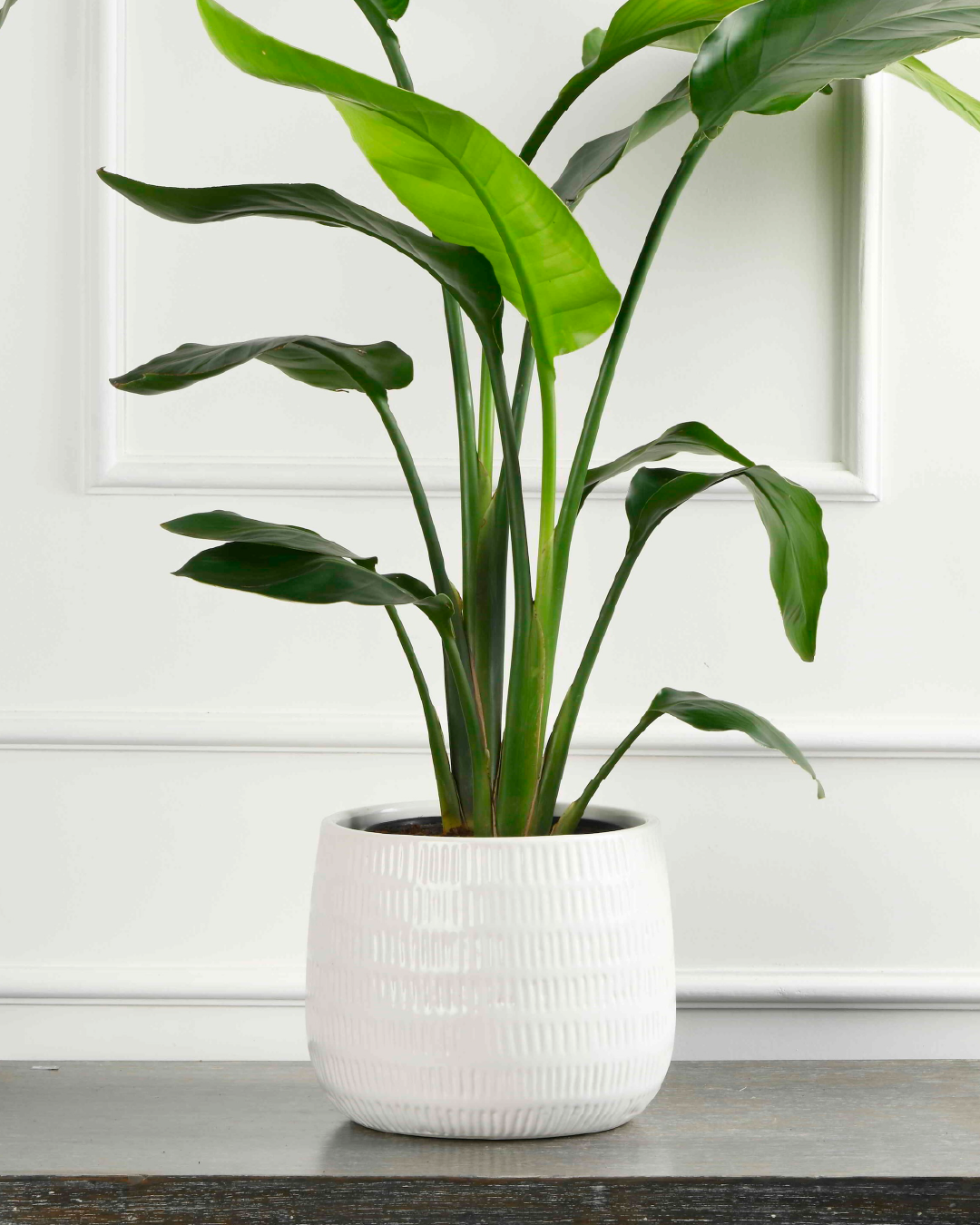Indoor Bird of paradise plant ( Strelitzia regina )