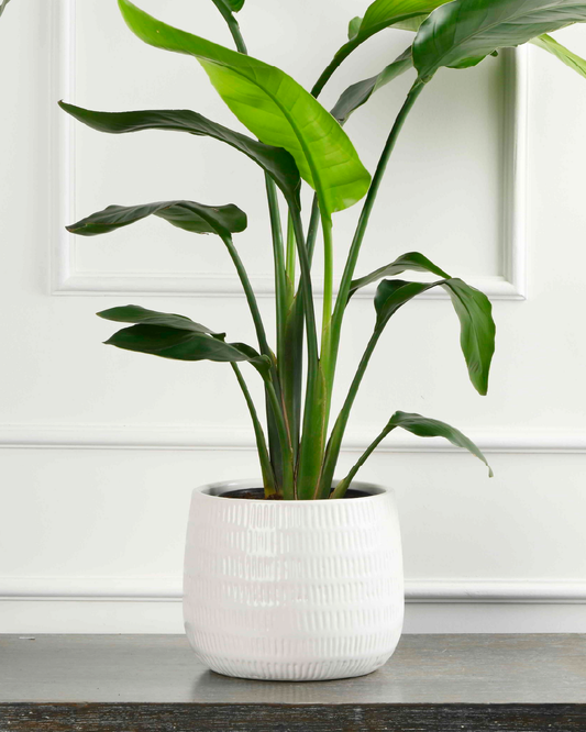 Indoor Bird of paradise plant ( Strelitzia regina )