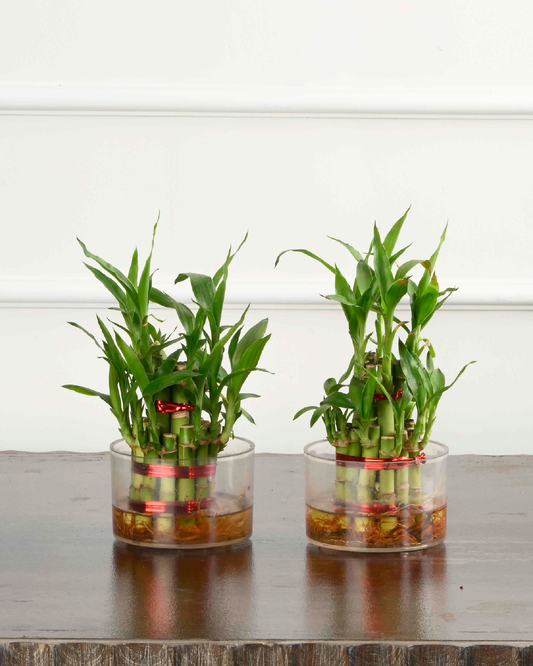 Lucky Bamboo 2 Layer (Dracaena Sanderiana)
