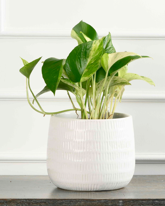 Money plant - var. Golden (Epipremnum aureum/Pothos/Scindaptus)