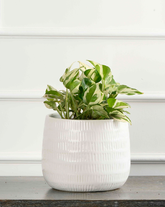 Money plant - var. Marble (Epipremnum aureum/Pothos/Scindaptus)