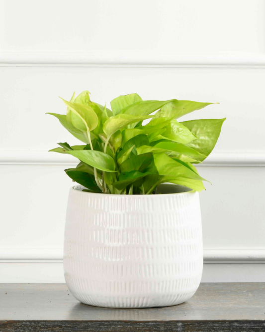 Money plant - var. Neon (Epipremnum aureum/Pothos/Scindaptus)