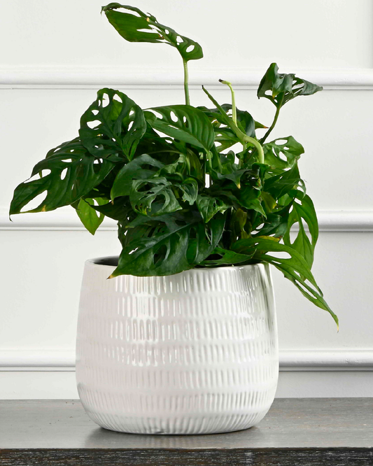 Monstera plant (Monstera adansonii)