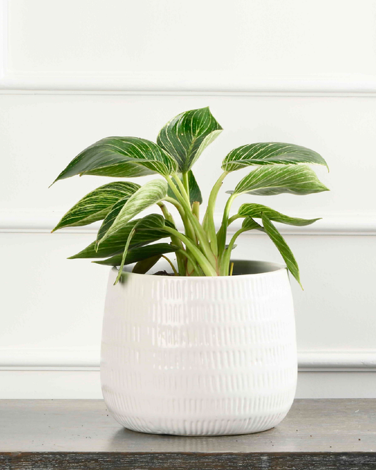 Philodendron Birkin Plant