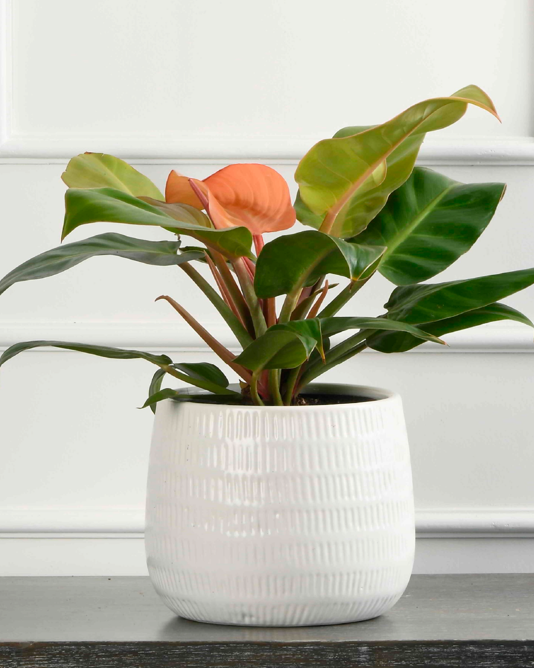 Philodendron Plant- Congo Rojo