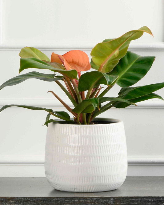 Philodendron Plant- Congo Rojo