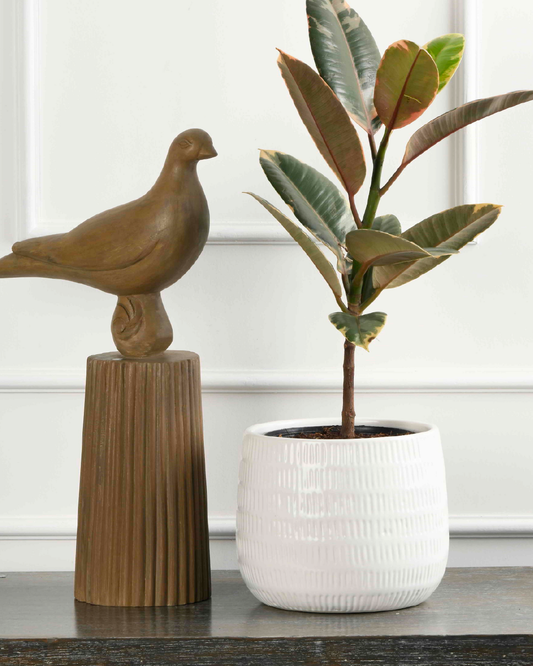Rubber plant plant varigated P (Ficus elastica)