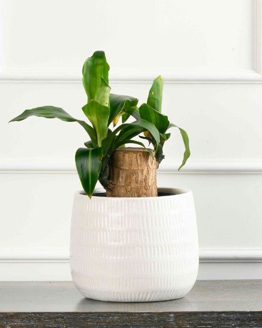 Single Stem Dracaena Sanderiana (Lucky bamboo)