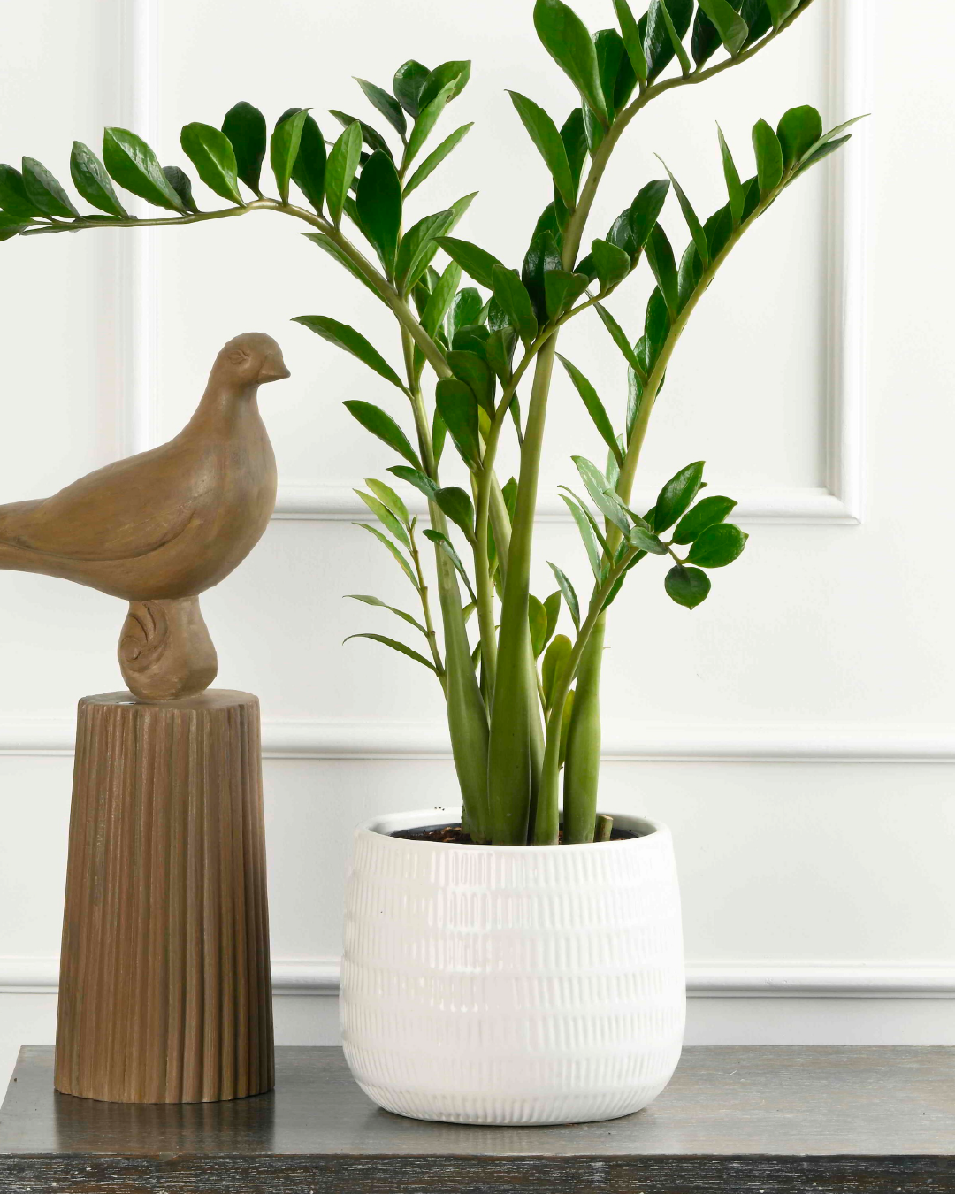 ZZ plant (Zamioculcas zamiifolia)