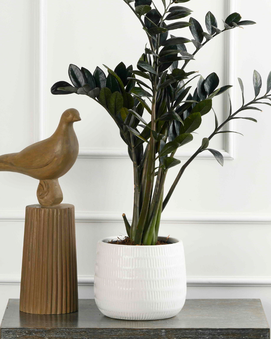 ZZ plant - Raven  (Zamioculcas zamiifolia)