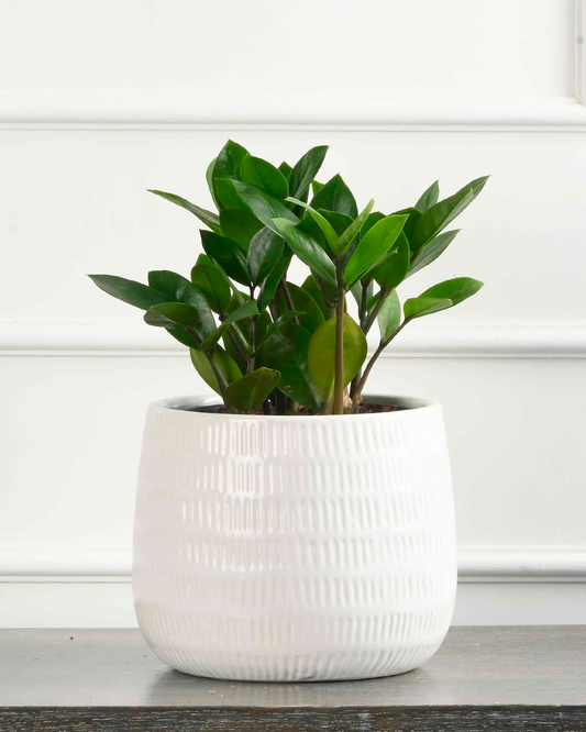 ZZ plant compact (Zamioculcas zamiifolia)
