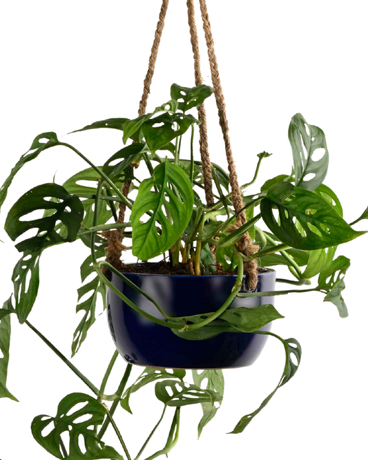 Hanging - Monster Adansonii