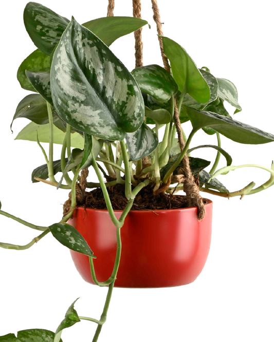 Hanging Epipremnum aureum/Pothos/Scindaptus var. Marble (Money plant)