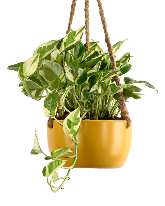 Hanging Epipremnum aureum/Pothos/Scindaptus var. Marble (Money plant)